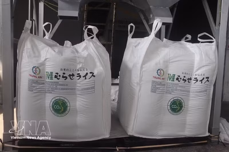 Партия риса Japonica, сертифицированного под маркой «Зелёный низкоэмиссионный вьетнамский рис», экспортируемая на японский рынок. Фото: ВИА