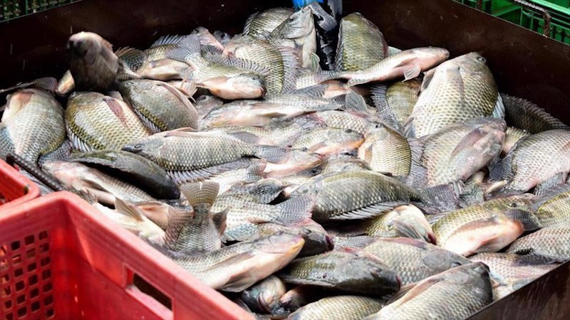 Вьетнам впервые экспортировал партию тиляпии в Бразилию