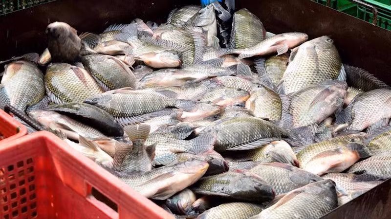 Вьетнам впервые экспортировал партию тиляпии в Бразилию