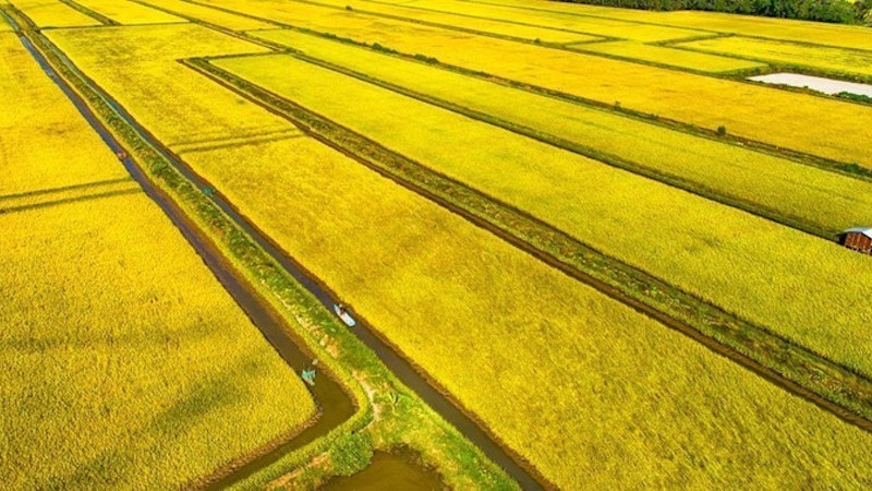 Рисовое поле в общине Виньии провинции Камау.