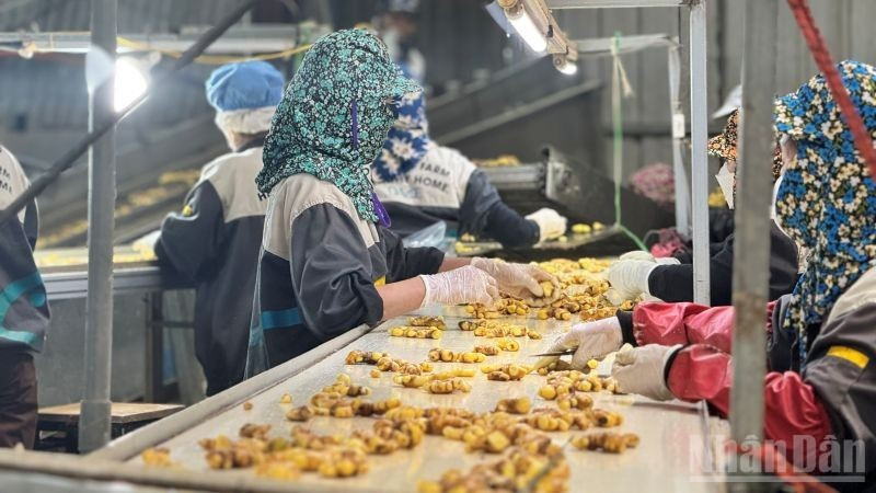 Очистка свежего имбиря перед переработкой на заводе компании DACE в Ханое. 