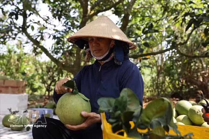 Фермеры проверяют качество и сортируют зелёные помело прямо в саду, чтобы обеспечить соответствие экспортным стандартам. Фото: ВИА