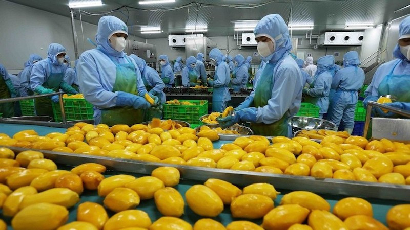 Рабочие перерабатывают манго на заводе акционерной компании An Giang Fruit and Vegetable JSC в провинции Ламдонг. Фото: ВИА