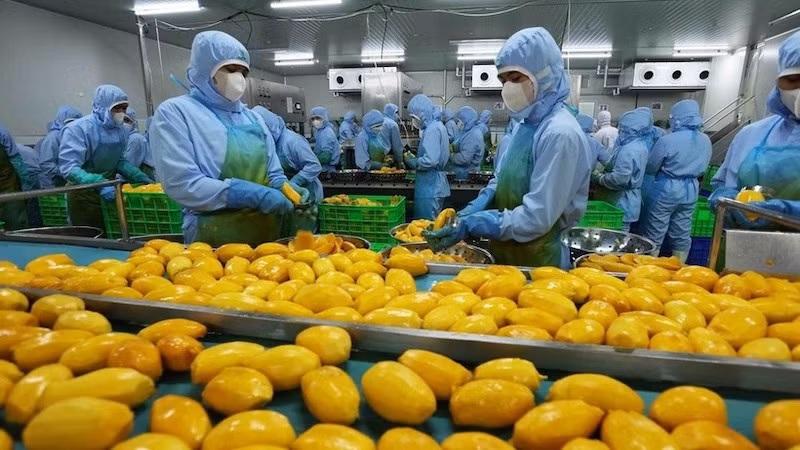 Рабочие перерабатывают манго на заводе акционерной компании An Giang Fruit and Vegetable JSC в провинции Ламдонг. Фото: ВИА