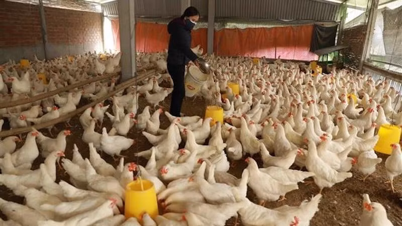 Экспорт продукции животноводства Вьетнама за первые девять месяцев составил 447,5 миллиона долларов США. Фото: ВИА