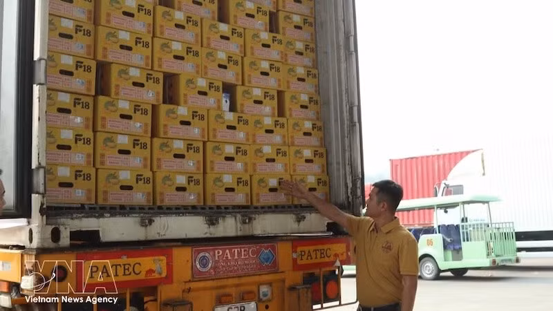 Свежие плоды дуриана упакованы в картонные коробки, соответствующие установленным стандартам. Фото: ВИА