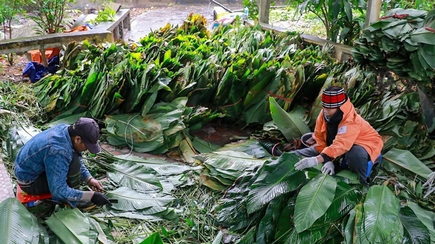 Пучки ярко-зелёных листьев зонг тщательно отбирают, моют и аккуратно раскладывают, подготавливая к этапу заворачивания бань чынг. (Фото: ВИА)