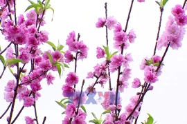 Генеральный секретарь То Лам принял участие в церемонии открытия «Фестиваля по посадке деревьев - Вечная благодарность дядюшке Хо» в Ханое