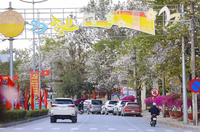 Бановые деревья в полном цвету на центральных улицах квартала Дьенбьенфу создают характерный весенний акцент горного города. (Фото: ВИА)