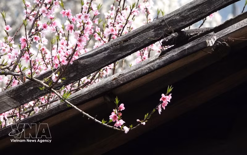 Цветы персика во всей красе в деревне Лунгкунг, община Му-канг-чай, провинция Лаокай. (Фото: ВИА)