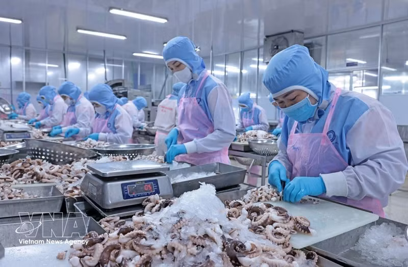 На предприятии Huy Nam в провинции Анзянг перерабатывают осьминогов для экспорта на японский рынок. (Фото: ВИА)