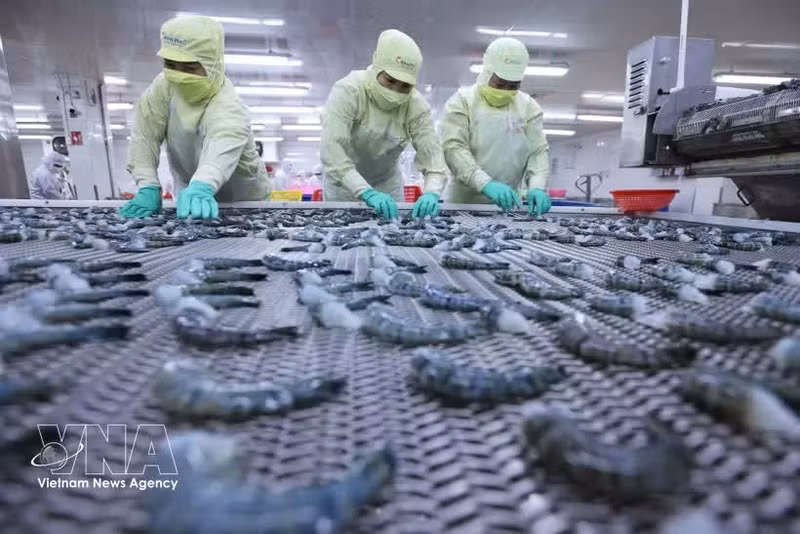 Заморозка продукции из чёрной тигровой креветки для экспорта на заводе корпорации морепродуктов «Минь Фу», провинция Камау. (Фото: ВИА)