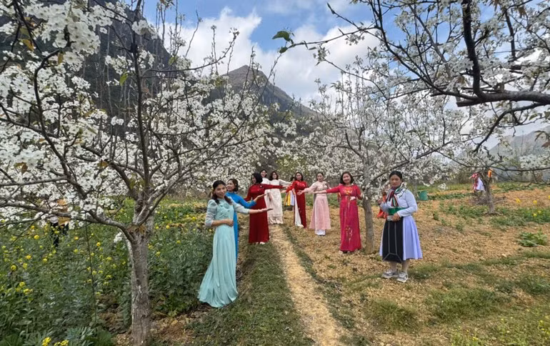 В настоящее время в общине Фобанг насчитывается почти 50 гектаров грушевых садов. Это крупнейшая площадь выращивания груш на Каменном плато Донгван.