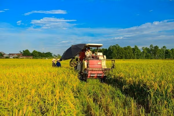 Уборка риса в дельте реки Меконг. Фото: (Vietnam+)