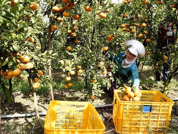 Фермеры уезда Лайвунг собирают мандарины. (Фото: ВИА)
