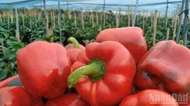 Необходимо повышать осведомленность о предотвращении потерь и расточительства продовольствия. (Фото: HNV)