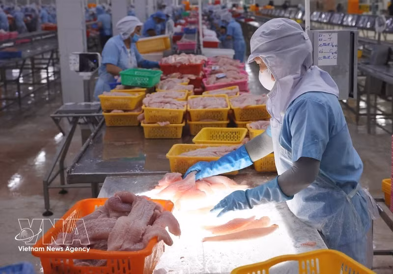 Сортировка продукции из пангасиуса перед отправкой на заморозку на заводе Дай Тай Зыонг (Navico) — предприятии со второй по величине в мире замкнутой цепочкой производства и экспорта пангасиуса. (Фото: ВИА)