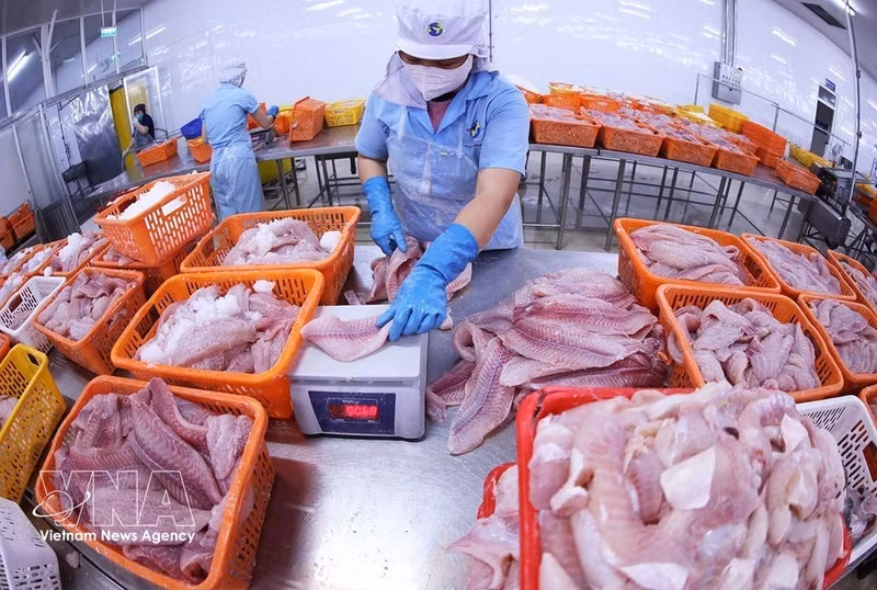 Сортировка продукции из пангасиуса перед отправкой на заморозку на заводе Дай Тай Зыонг (Navico) — предприятии со второй по величине в мире замкнутой цепочкой производства и экспорта пангасиуса. (Фото: ВИА)