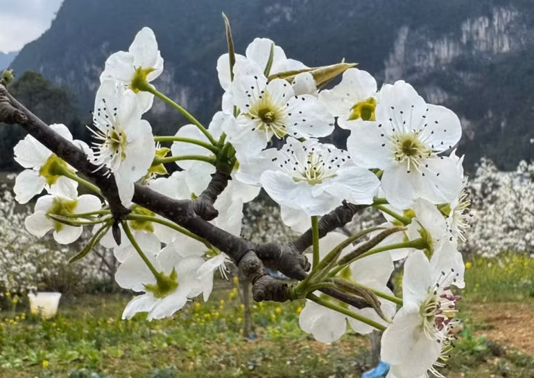 Ежегодно местные власти организуют Фестиваль цветения груши с целью продвижения и развития туризма на территории общины.
