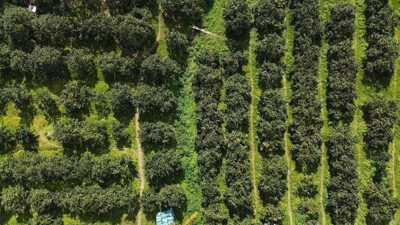 В настоящее время в общине Канлок насчитывается 350 гектаров плантаций хрустящих апельсинов. (Фото: ВИА)