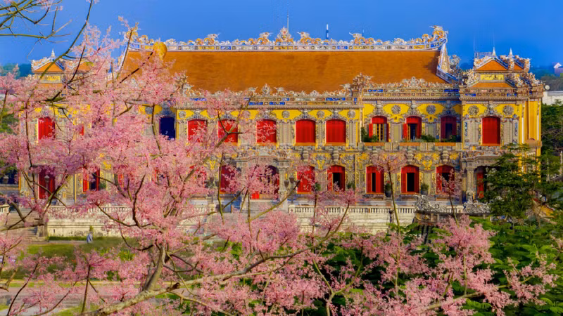 С первых деревьев, укоренившихся у дворца Кантьань, этот «царственный» вид постепенно распространялся по усыпальницам и храмовым комплексам, став неотъемлемой частью архитектурного и ландшафтного облика династии Нгуен.