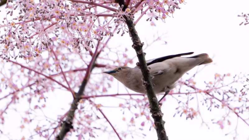 Воздушные, мягкие соцветия в нежных розово-фиолетовых тонах, гармонируя с древней архитектурой Хюэ, создают завораживающую картину, заставляющую замедлить шаг любого путешественника и оставить глубокое впечатление.