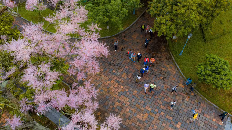 Приезжая в Хюэ, стоит хотя бы раз остановиться, чтобы увидеть цветение нгодонг и почувствовать утонченную, благородную красоту этого «редкого цветка» императорской столицы.
