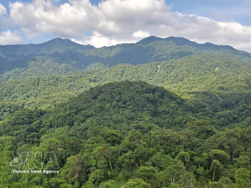 Вьетнам входит в число ведущих стран Азии в области восстановления лесов и устойчивого управления лесными ресурсами. (Фото: ВИА)