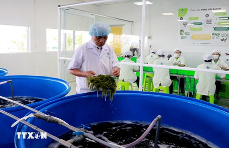 Рабочие тщательно выполняют предварительную обработку морского винограда перед отправкой на переработку. (Фото: ВИА)