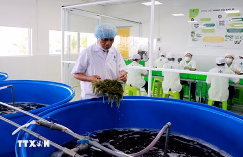 Рабочие тщательно выполняют предварительную обработку морского винограда перед отправкой на переработку. (Фото: ВИА)