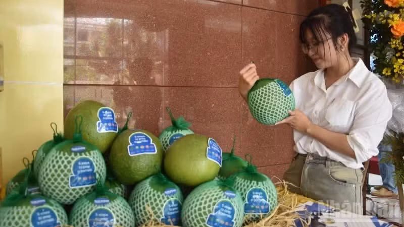 Помело Донгтхап соответствует стандартам экспорта на рынок Австралии.