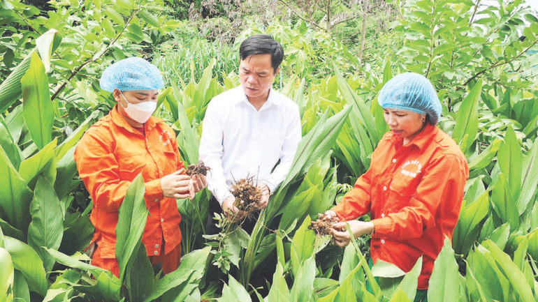 Модель выращивания куркумы как способ выхода из бедности в высокогорных общинах Миньнгок и Миньшон провинции Туенкуанг. (На фото: технический специалист сельскохозяйственно-лесного кооператива комплексного профиля «Нгокшон» проверяет качество корней куркумы перед сбором урожая и переработкой; Фото: Кхань Тоан)