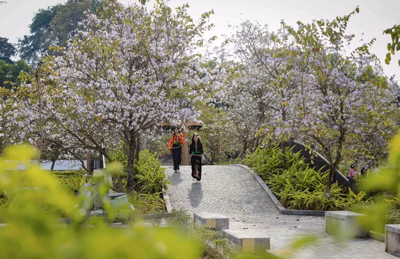 Бановые деревья распускаются и в парке имени Во-тхи-шау квартала Дьенбьенфу. (Фото: ВИА)