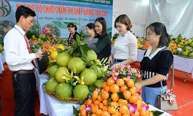Фестиваль фруктов провинции Бакнинь 2025 года пройдёт с 5 по 10 декабря.