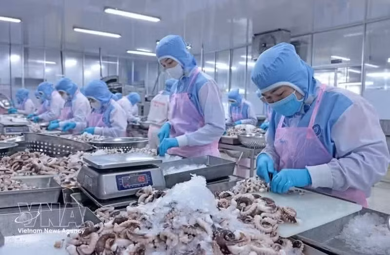 Рабочие занимаются переработкой морепродуктов на экспорт. (Фото: ВИA)