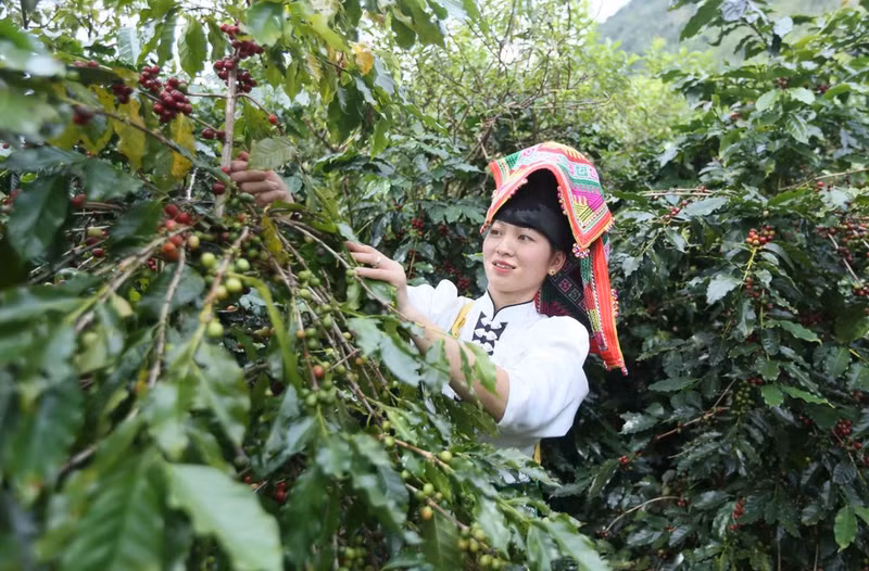 Фермеры коммуны Чьенгмай, провинция Шонла, собирают кофейные плоды. (Фото: ВИА)