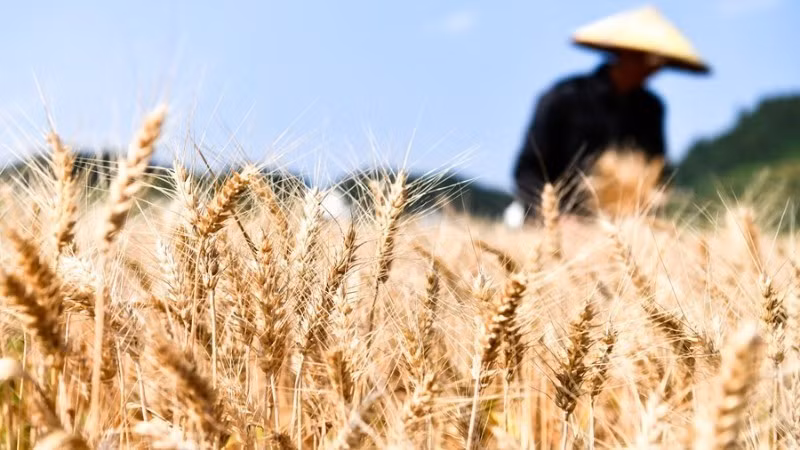 Иллюстрация: Синьхуа