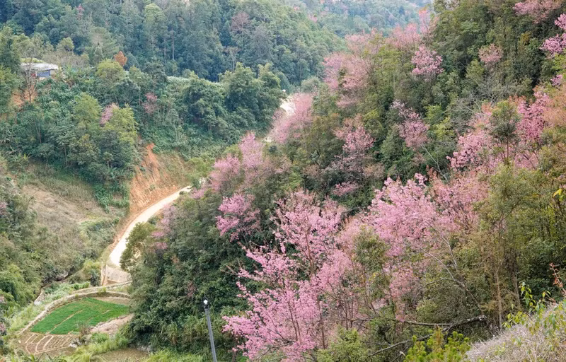 Дерево То-зай также выполняет защитную функцию, способствуя озеленению пустующих земель и оголённых горных склонов. (Фото: ВИА)