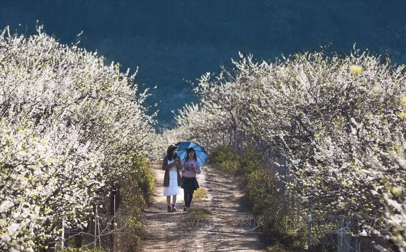 Туристы с удовольствием прогуливаются по тропинкам, утопающим в цветах. (Фото: Иллюстрированный журнал Вьетнама)