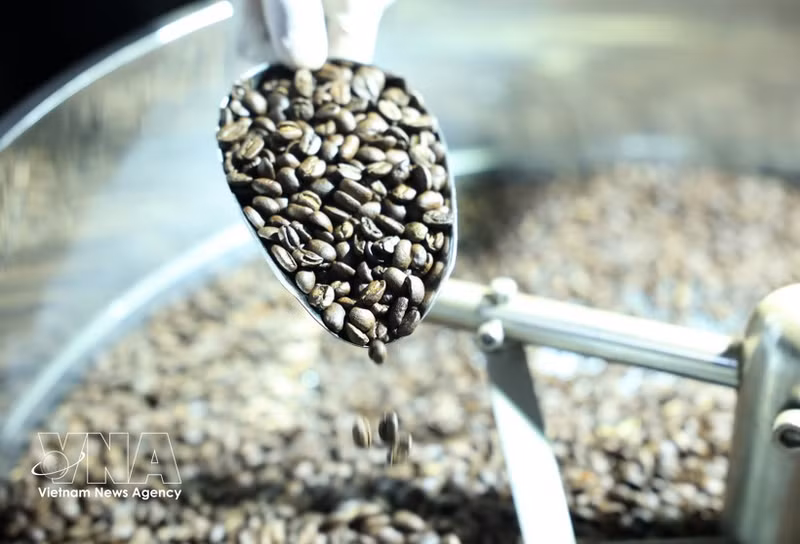 Кофейные зёрна в настоящее время являются ключевым экспортным товаром Вьетнама в Алжир. (Фото: ВИА)