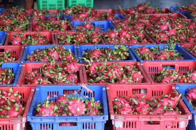 Вьетнамские драконьи фрукты на экспорт (Фото: ВИA)