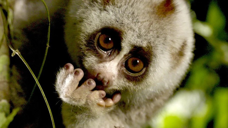 По данным RTBF, охраняемые и труднодоступные районы являются местом обитания одних из самых редких животных в мире. (Фото: RTBF)