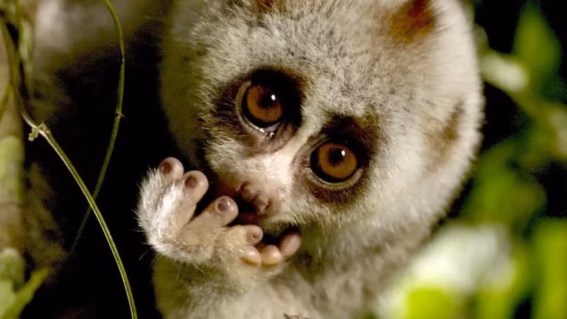 По данным RTBF, охраняемые и труднодоступные районы являются местом обитания одних из самых редких животных в мире. (Фото: RTBF)