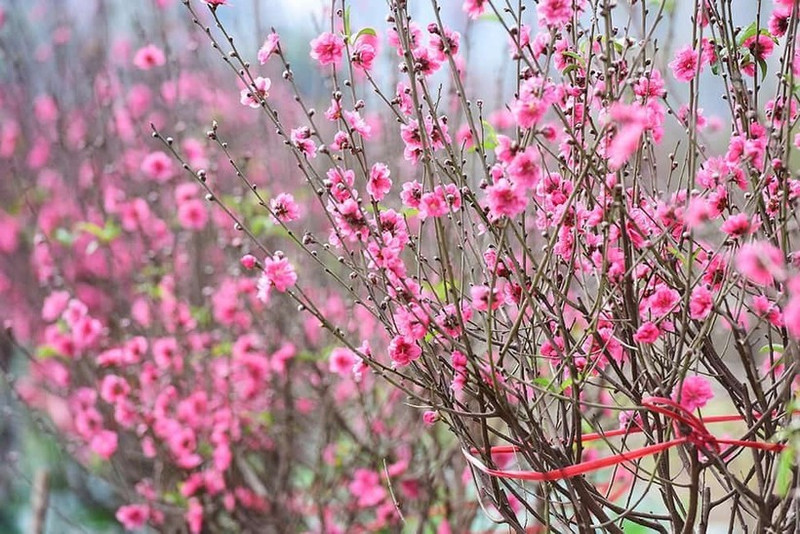 Украшение дома к Тэту: 4 растения, приносящие удачу и благополучие
