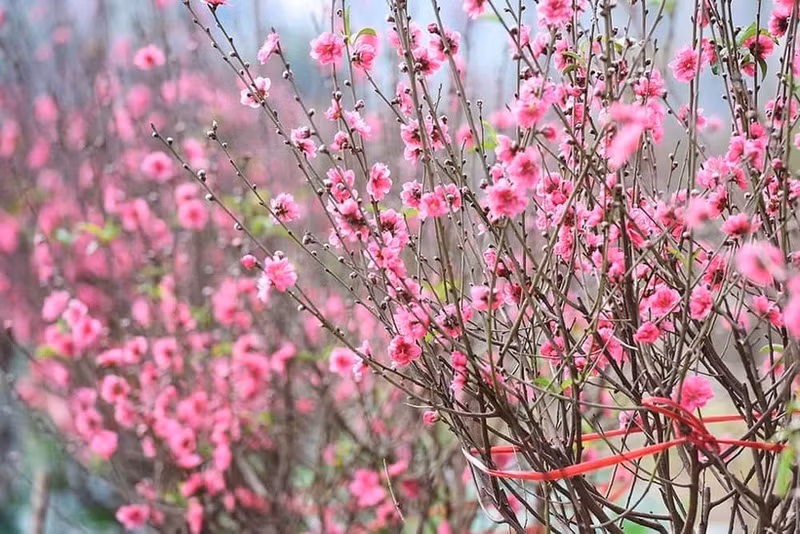 Украшение дома к Тэту: 4 растения, приносящие удачу и благополучие