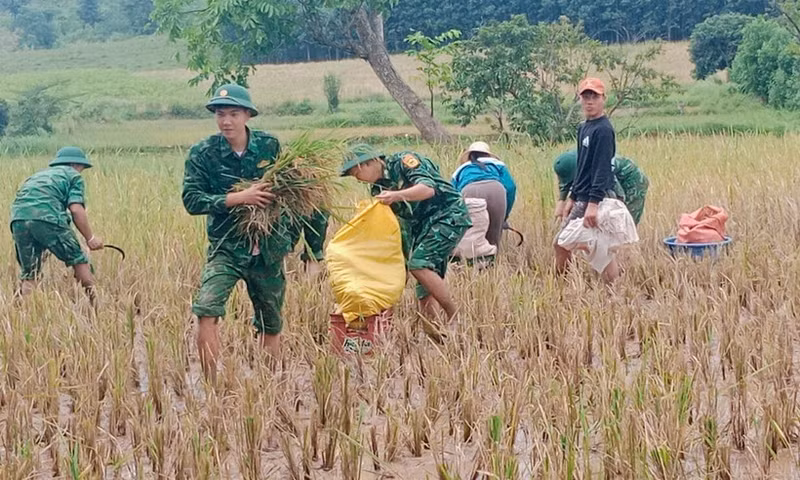 Пограничный пост Тхань помогает населению убирать рис во время наводнения. (Фото: ВИА)