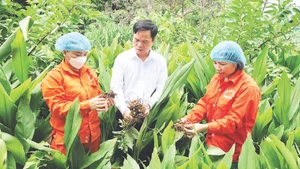 Модель выращивания куркумы как способ выхода из бедности в высокогорных общинах Миньнгок и Миньшон провинции Туенкуанг. (На фото: технический специалист сельскохозяйственно-лесного кооператива комплексного профиля «Нгокшон» проверяет качество корней куркумы перед сбором урожая и переработкой; Фото: Кхань Тоан)