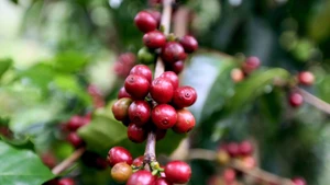 Кофе Шонла: хороший урожай и высокая цена радуют фермеров