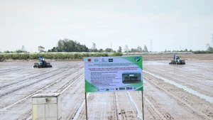 На сегодняшний день почти 400 000 гектаров в дельте Меконга зарегистрированы для внедрения устойчивых процессов выращивания риса. (Фото: ВИА)