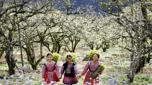 С приходом весны сливовые долины Мокчау покрываются сплошным белым цветом. (Фото: Иллюстрированный журнал Вьетнама)